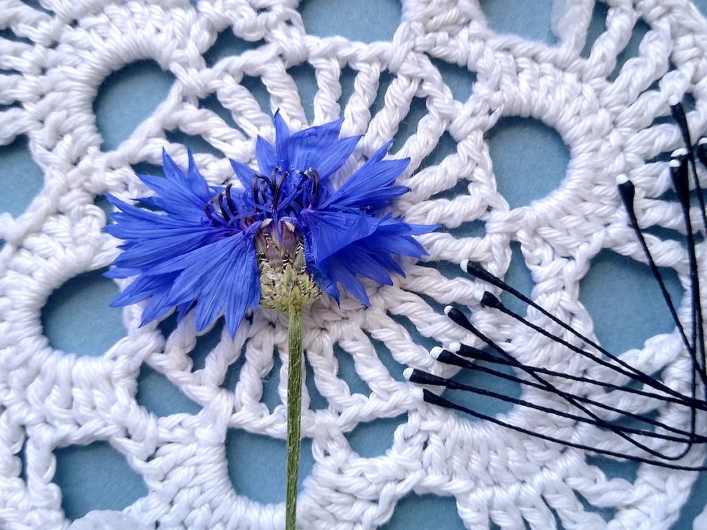 pręciki do chabrów 